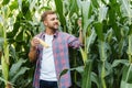 Young attractive man with beard checking corn cobs in field in late summer Royalty Free Stock Photo