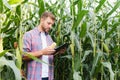 Young attractive man with beard checking corn cobs in field in late summer Royalty Free Stock Photo