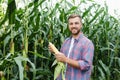 Young attractive man with beard checking corn cobs in field in late summer Royalty Free Stock Photo