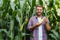 Young attractive man with beard checking corn cobs in field in late summer Royalty Free Stock Photo