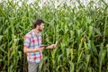 Young attractive man with beard checking corn cobs in field Royalty Free Stock Photo