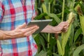 Young attractive man with beard checking corn cobs in field Royalty Free Stock Photo