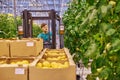 Young attractive man working on electric forklift in greenhouse Royalty Free Stock Photo