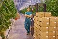 Young attractive man working on electric forklift in greenhouse Royalty Free Stock Photo