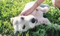 Young attractive woman feeding her dog in the park in summer day Royalty Free Stock Photo