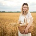 Young attractive woman and golden wheat field. Royalty Free Stock Photo
