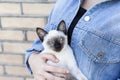 Young attractive woman hugging pussy cat in hands. Cute and glamorous girl in trendy sunglasses posing with her Siamese cat Royalty Free Stock Photo