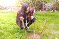 Young attractive woman with long hair in the garden inspects a newly planted cherry tree Royalty Free Stock Photo