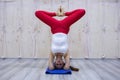 Young attractive yogi woman practicing yoga concept, standing in variation of Pincha Mayurasana exercise, handstand pose, working Royalty Free Stock Photo