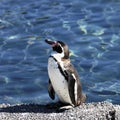 Young auk Royalty Free Stock Photo