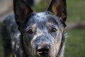 Young Australian Cattle Dog Blue Heeler closeup