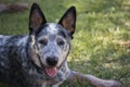 Young Australian Cattle Dog Blue Heeler closeup portrait of face