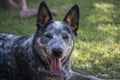 Young Australian Cattle Dog Blue Heeler closeup