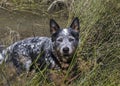 A young Australian Cattle Dog Blue Heeler standing in the river Royalty Free Stock Photo