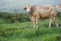 young Australian cow in the paddock