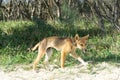 Young australian dingo walking on the beach looking for food Royalty Free Stock Photo