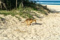 Young australian dingo walking on the beach looking for food Royalty Free Stock Photo