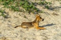 Young australian dingo walking on the beach looking for food Royalty Free Stock Photo