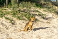 Young australian dingo walking on the beach looking for food Royalty Free Stock Photo
