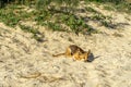 Young australian dingo walking on the beach looking for food Royalty Free Stock Photo