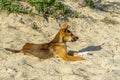 Young australian dingo walking on the beach looking for food Royalty Free Stock Photo