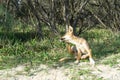 Young australian dingo walking on the beach looking for food Royalty Free Stock Photo
