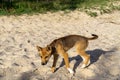 Young australian dingo walking on the beach looking for food Royalty Free Stock Photo