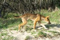 Young australian dingo walking on the beach looking for food Royalty Free Stock Photo