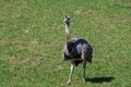 Young australian emu on grass Royalty Free Stock Photo
