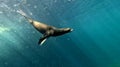 Young Australian Fur Seal at Pissy Boy Rocks Royalty Free Stock Photo