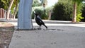 A young Australian magpie (Gymnorhina tibicen) standing beside a public drinking water fountain in a urban park.