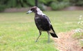 Young Australian Magpie