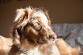 A young Australian shepherd on the bed.