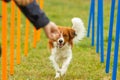 A young australian shepherd dog learns to run the slalom and getting a reward from the owners hand in agility training Royalty Free Stock Photo