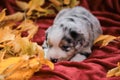 Young Australian Shepherd. Greeting card or photo for calendar. Aussie blue Merle puppy lies on bright red blanket among yellow Royalty Free Stock Photo