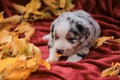 Young Australian Shepherd. Greeting card or photo for calendar. Aussie blue Merle puppy lies on bright red blanket among yellow Royalty Free Stock Photo