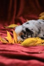 Young Australian Shepherd. Greeting card or photo for calendar. Aussie blue Merle puppy lies on bright red blanket among yellow Royalty Free Stock Photo