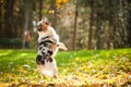 Young Australian shepherd playing with leaves Royalty Free Stock Photo