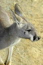 Young Australian Western Grey Kangaroo, closeup.