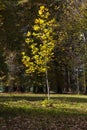 Young autumn colored tree in the sunlight Royalty Free Stock Photo