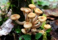 Young autumn honey agaric mushrooms