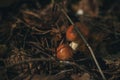 Young autumn mushrooms in a pine forest. Close-up, evening, the light of the setting sun.