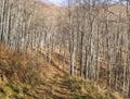 Young autumn sunny beech forest and road