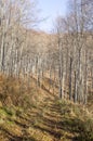 Young autumn sunny beech forest and road