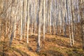 Young autumn sunny beech forest