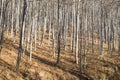 Young autumn sunny beech forest