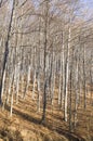 Young autumn sunny beech forest