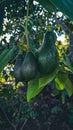 Young avocado - alpukat muda di pohon Royalty Free Stock Photo