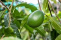 Young avocado fruit growing on the tree close up with copy space Royalty Free Stock Photo