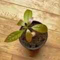 Young avocado plant